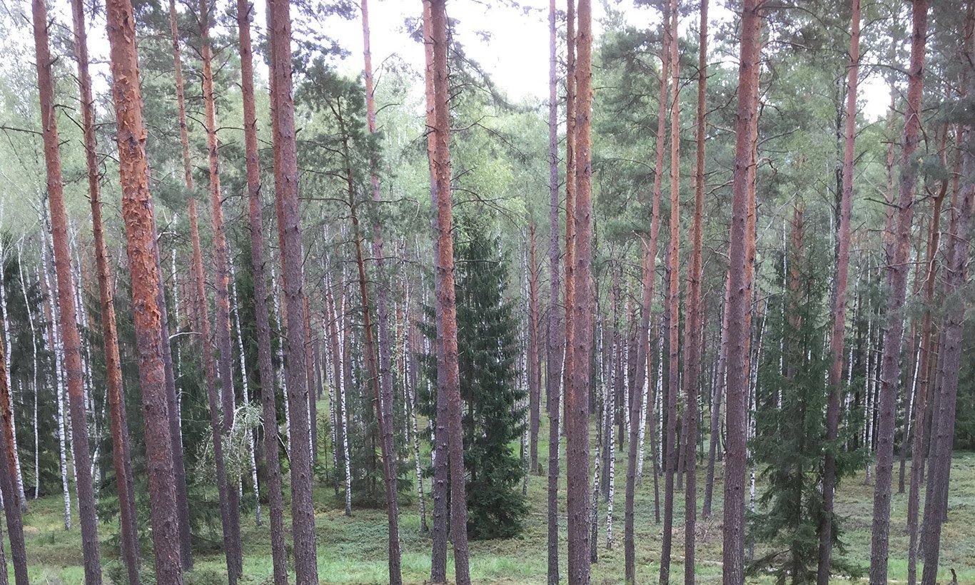 Vue des zones forestières frontalières de la Lituanie et de la Biélorussie. Par crainte d'être détectées et repoussées par les autorités, les personnes tentent de traverser des zones isolées, sans accès aux besoins de base et à l'aide médicale. 14 septembre 2022