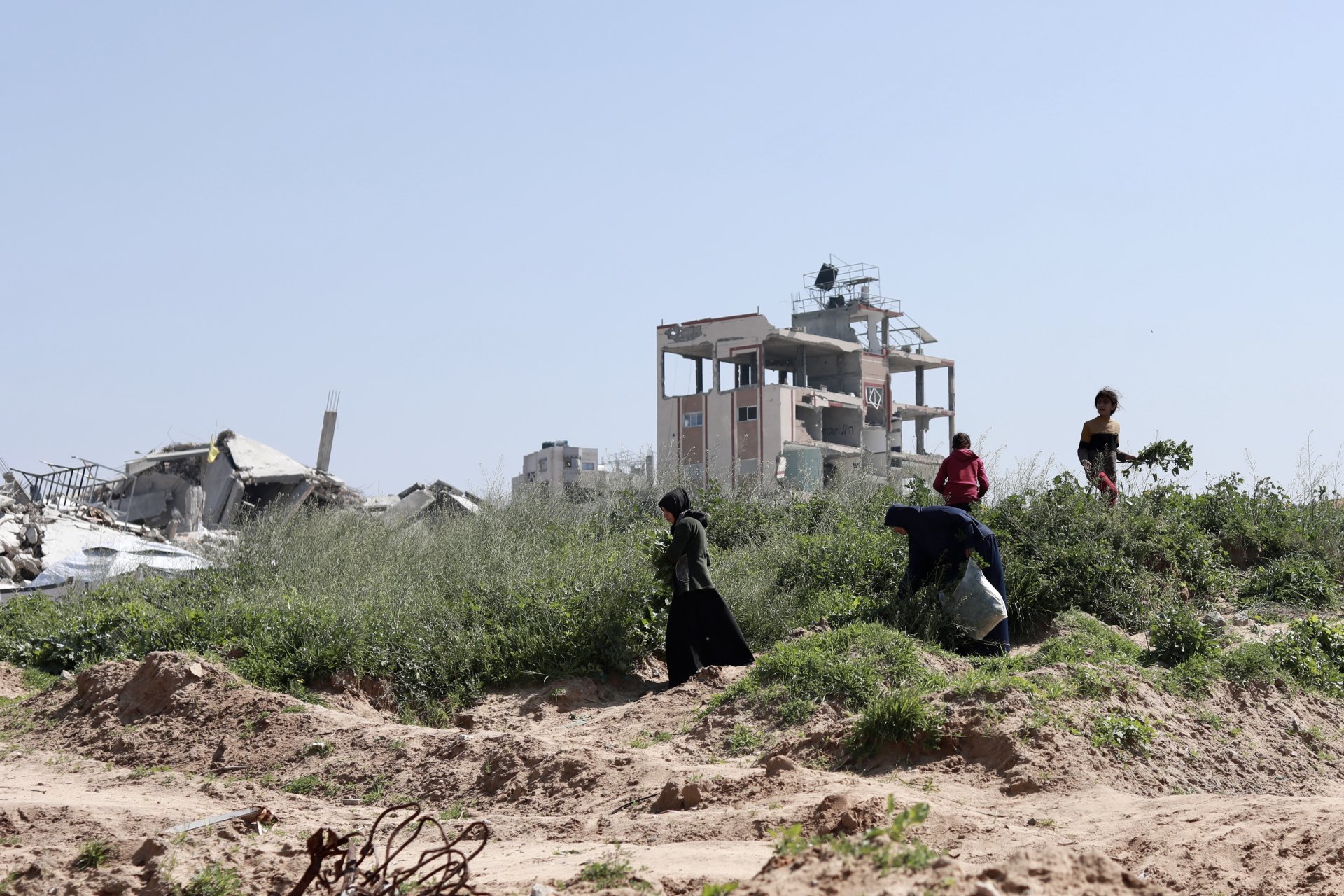 Palestinian family picking up common mallow (Khobiza), a wild plant, in Beit Lahia, northern Gaza.