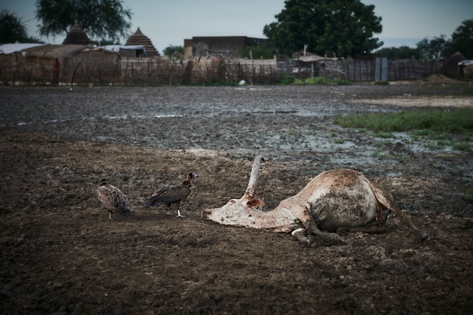 Nahrungsmittelknappheit durch Fluten für Mensch und Tier. Südsudan, August 2022.