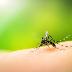 Bild von einem Moskito. Könnte sie unsere Verbündeten im Kampf gegen Dengue sein? 