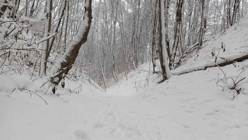 Forêtt neige. Décembre 2022, Lituanie. 