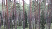 Vue des zones forestières frontalières de la Lituanie et de la Biélorussie. Par crainte d'être détectées et repoussées par les autorités, les personnes tentent de traverser des zones isolées, sans accès aux besoins de base et à l'aide médicale. 14 septembre 2022