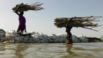 Des femmes collectent du bois à Rubkona, dans l'État d'Unity au Soudan du Sud. Les inondations ont dévasté la région et les activités génératrices de revenus comme la collecte de bois de chauffage sont de plus en plus difficiles. 01 mai 2022